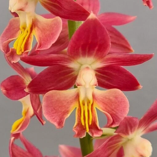 Calanthe Red Sunset - Orchidée Vivace -Fleur et Fruit Soldes 2024 Calanthe Red Sunset Orchidee vivace IF 18957 1