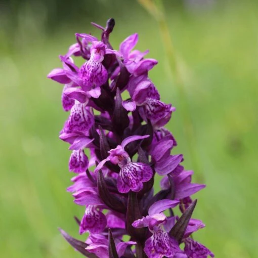 Dactylorhiza Majalis - Orchis De Mai Ou à Feuilles Larges -Fleur et Fruit Soldes 2024 Dactylorhiza majalis 8893 1