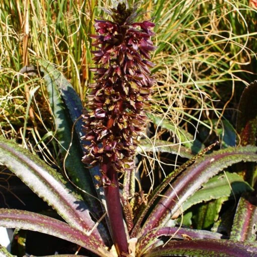 Eucomis Freckles - Eucomide Panachée -Fleur et Fruit Soldes 2024 Eucomis Freckles V 5029 1