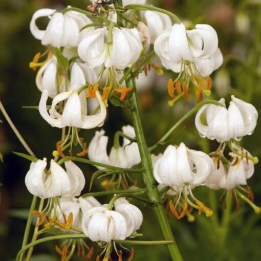 Lis Botanique - Lilium Martagon Var. Album (blanc) -Fleur et Fruit Soldes 2024 Lis Martagon album 4118 2