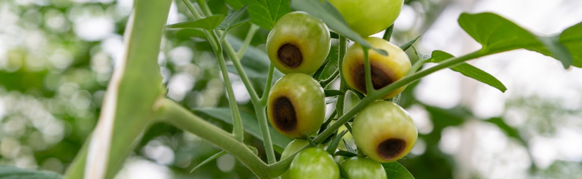 Devant -Fleur et Fruit Soldes 2024 banner405